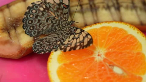 Butterfly Cracker or Hamadryas sp., feeding and resting. Butterfly Cracker .. Stock-Footage 279747804