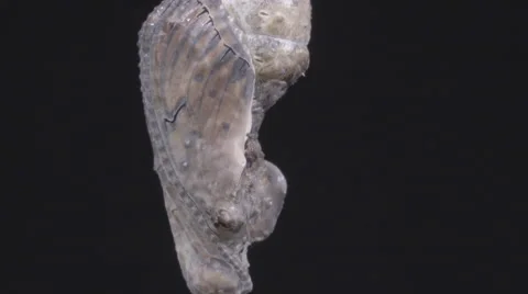 Butterfly cracking-open its chrysalis to emerge in beautiful super-macro detail. Stock Footage 68212370