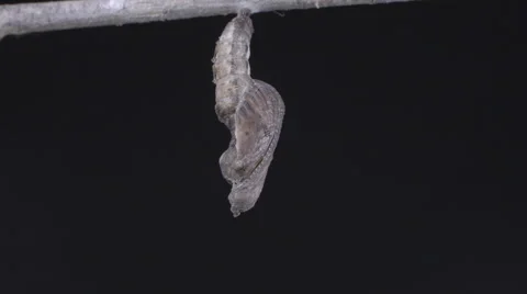 Butterfly cracks-open chrysalis as it emerges in beautiful super-macro detail Stock Footage 68160472