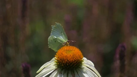 Butterfly crawling on flower Stock Footage 106299559