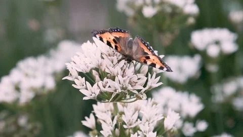 Butterfly crawling over the flower Видео 105943022