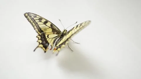A butterfly crawls on a white sheet. Stock Footage 137104686