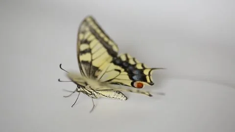 A butterfly crawls on a white sheet. Stock Footage 137104697