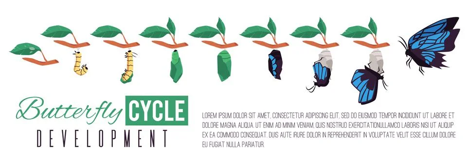 Butterfly cycle development infographic flat vector illustration isolated. Stock Illustration