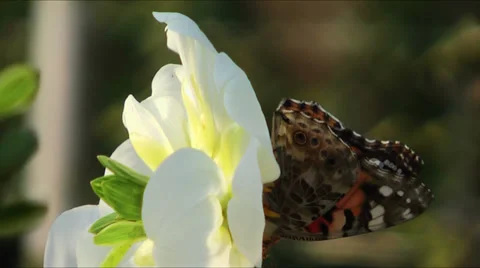 Butterfly on Dahlia Stock Footage 33814812