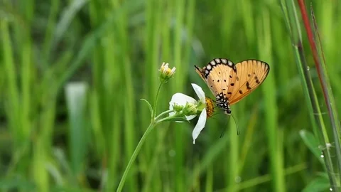 Butterfly on daisy flower Stock Footage 79885320