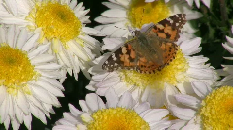 Butterfly on a daisy Stock-Footage 549124
