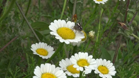 Butterfly-on-daisy Stock Footage 92211561