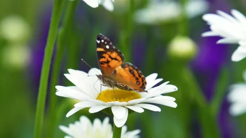 Butterfly on a Daisy Video stock 201485638
