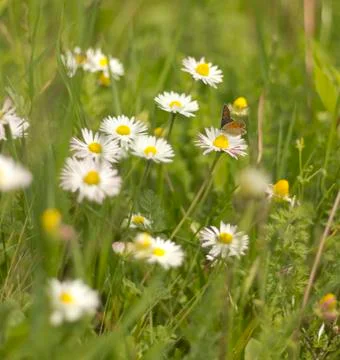 Butterfly on daisy Stock Photos