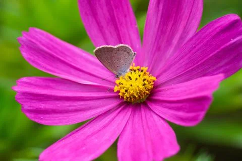 Butterfly on daisy Stock Photos