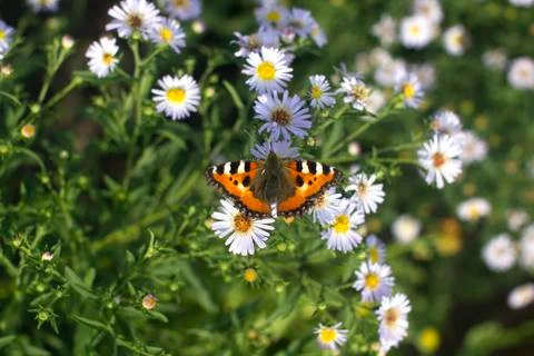 Butterfly on daisy Stock Photos