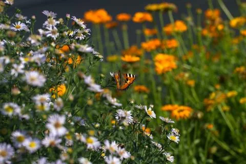 Butterfly on daisy Stock Photos