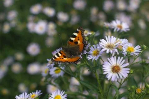 Butterfly on daisy Stock Photos