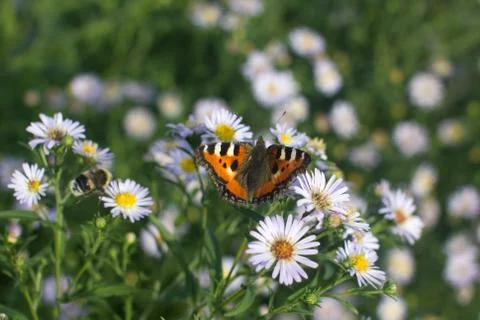 Butterfly on daisy Stock Photos