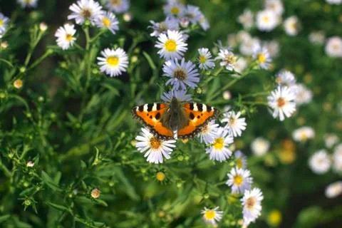 Butterfly on daisy Stock Photos