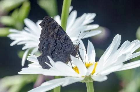 Butterfly on a daisy Stock Photos