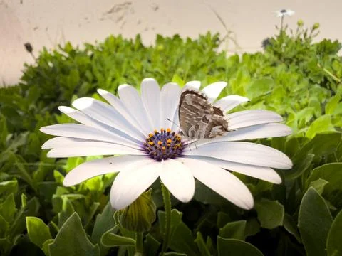 The butterfly on the daisy Stock Photos
