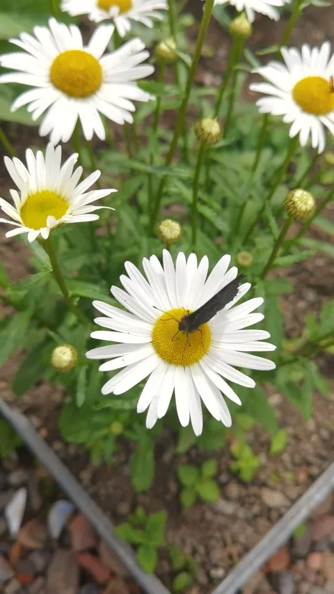 Butterfly on a daisy vertical video Stock Footage 158035338