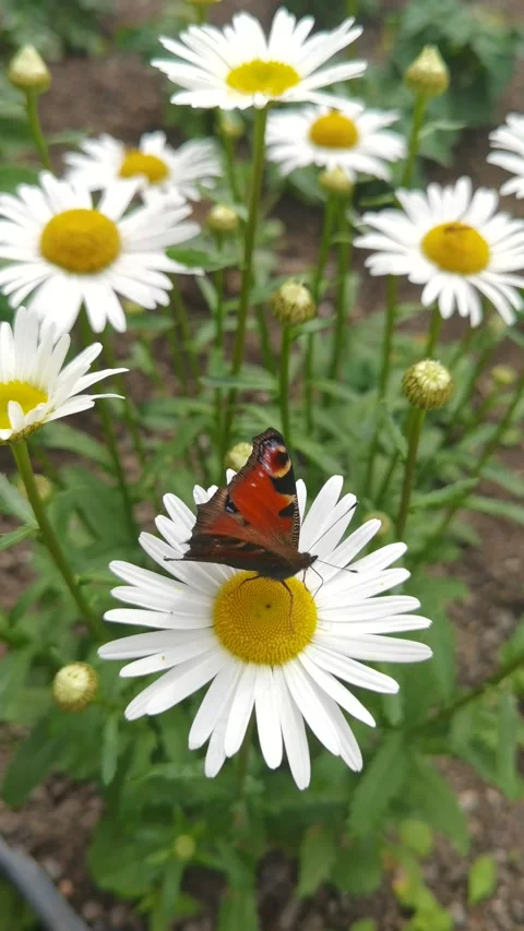 Butterfly on a daisy vertical video Stock Footage 158035343