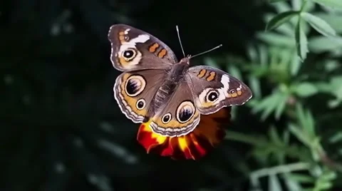 Butterfly dallas 2 Видео 8764763