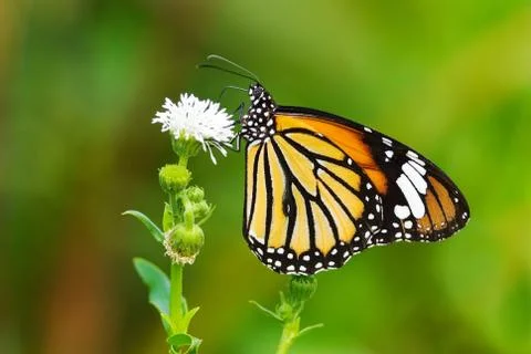 Butterfly (danaidae), common tiger Fotos Stock