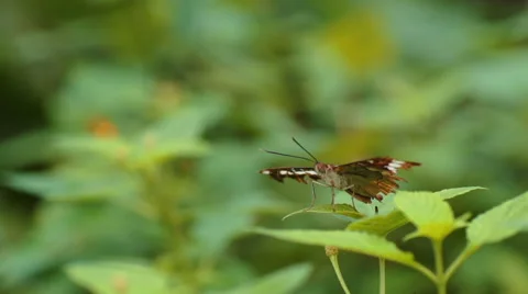 Butterfly dancing with flower in slow motion Stock Footage 44230556