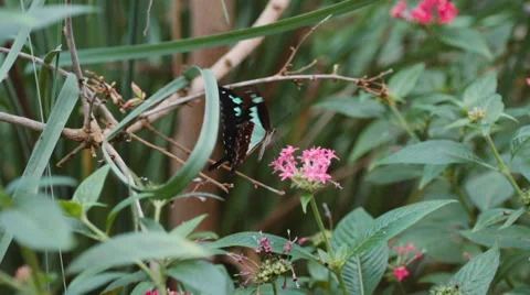 Butterfly dancing with flower in slow motion Stock Footage 44231912