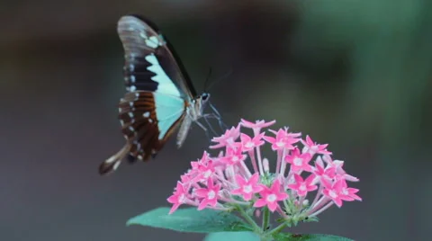 Butterfly dancing with flower in slow motion Stock Footage 44232505