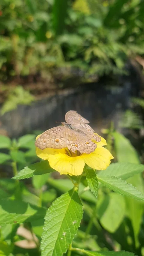 Butterfly Dancing On Yellow Flower Stock Footage 327635523