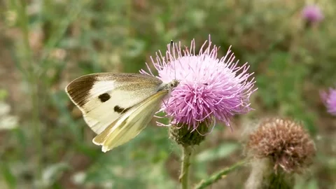 A butterfly on a dandelion flower Stock Footage 155223914