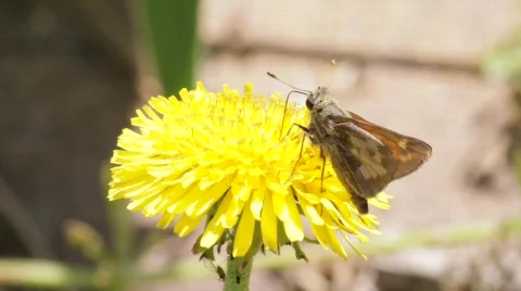 Butterfly on Dandelion Stock Footage 685763
