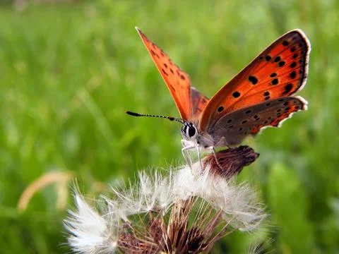 Butterfly on a dandelion . Stock Photos