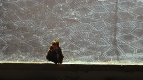 A butterfly in a desperate situation crawls under the window indoors Stock Footage 239330581