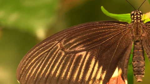 Butterfly details Video stock 37916278