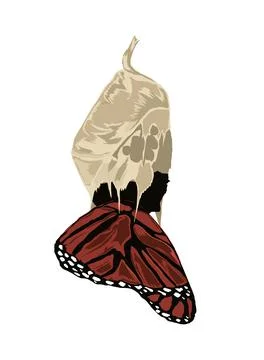 Butterfly development icon Stock Illustration