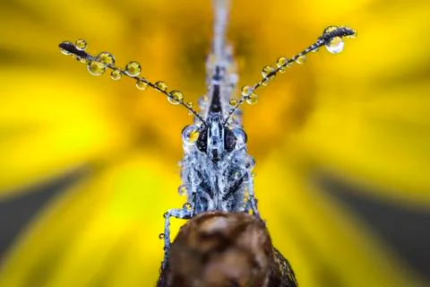 Butterfly with dew drops Stock-Fotos