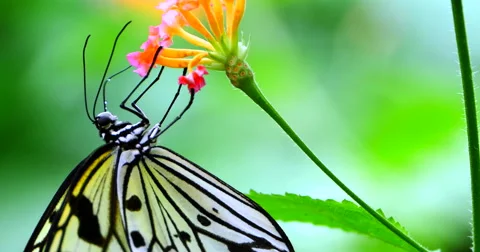 Butterfly Dew, Insect Drinking from Flower, Beautiful Macro Shot Stockbeeldmateriaal 63426645