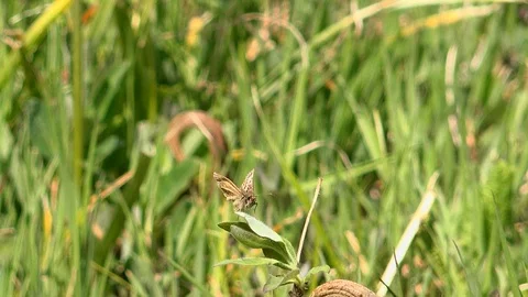 Butterfly dingy skipper fly from blade of grass UK 4K Stock Footage 110405989