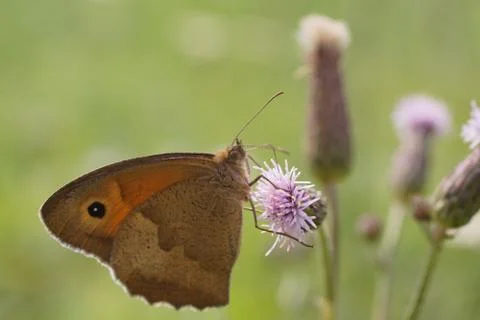 Butterfly at dinner. Stock-Fotos