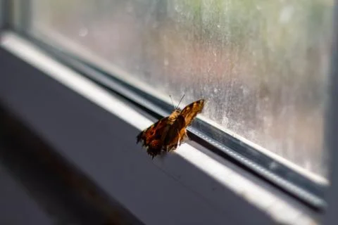 Butterfly on a dirty window Stock Photos