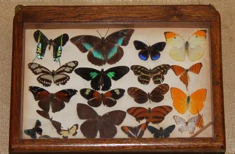 Butterfly Display. Stock Photos