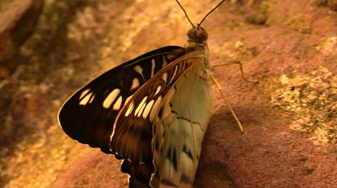 Butterfly  dolly shot Video stock 38283810