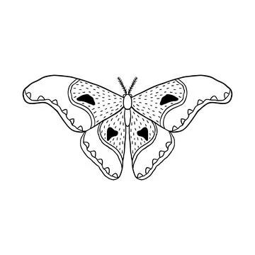 Butterfly in doodle style Stock Illustration