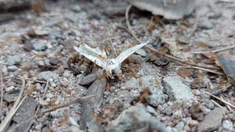 A butterfly is dragged by an ant Stock Footage 260387240