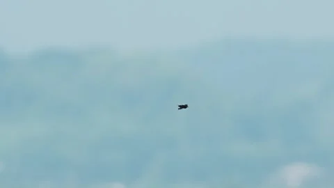 Butterfly dragonfly flight (slow motion) Stock Footage 320824899