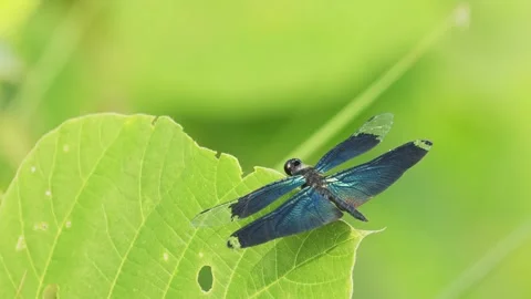 Butterfly dragonfly take off Stock Footage 320824945