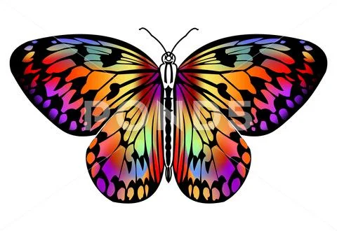 2 Butterfly Sketch In Color Stock Illustration - Download Image Now -  Animal, Animal Body Part, Animal Wing - iStock