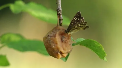 Butterfly on dried fruit in tree Stock Footage 310947516