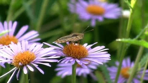 Butterfly to drink nectar with flower Stock-Footage 10732119